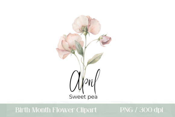 Download April Birth Flower Watercolor Sweet Pea - Premium Resources